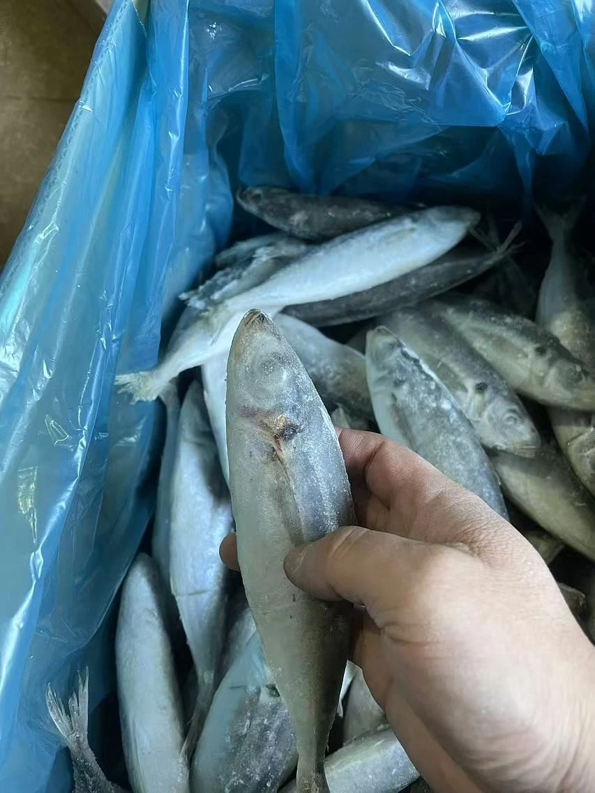 Frozen Round Scad WR