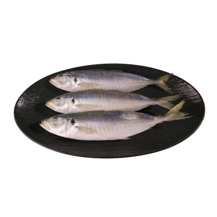 Frozen Round Scad WR