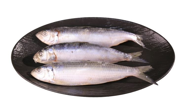 sardine sardine